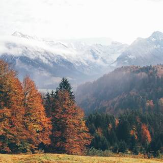 4k autumn forest wallpaper