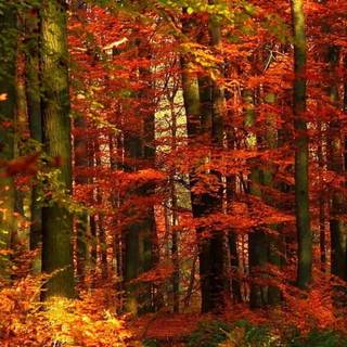 iPhone 13 autumn wallpaper