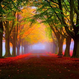 4k autumn forest wallpaper