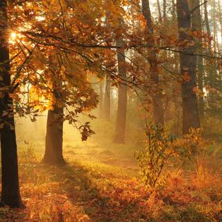 4k autumn forest wallpaper