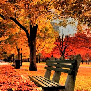 iPhone 13 autumn wallpaper
