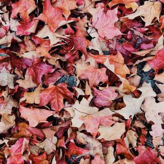 Autumn leaves iPhone wallpaper