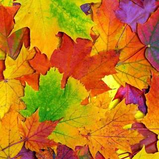 Autumn leaves iPhone wallpaper