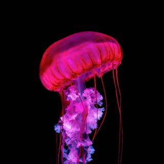 Jellyfish 4k wallpaper