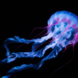 Jellyfish 4k wallpaper