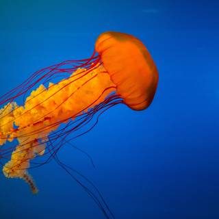 Jellyfish 4k wallpaper