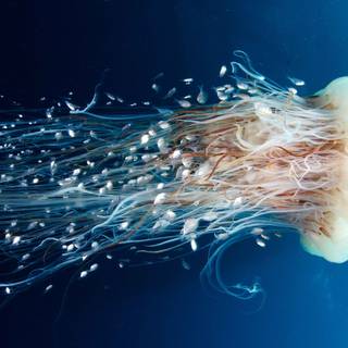 Jellyfish 4k wallpaper