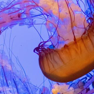 Jellyfish 4k wallpaper