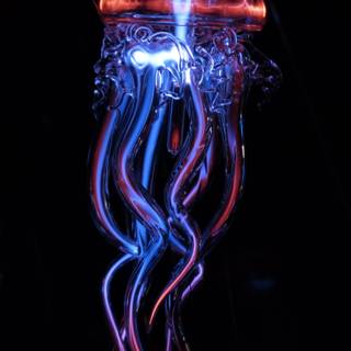 Jellyfish 4k wallpaper