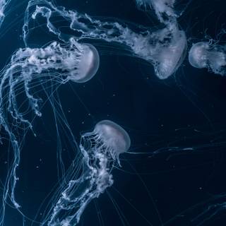 Jellyfish 4k wallpaper