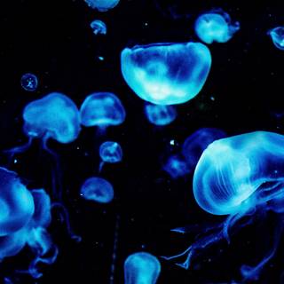 Jellyfish 4k wallpaper