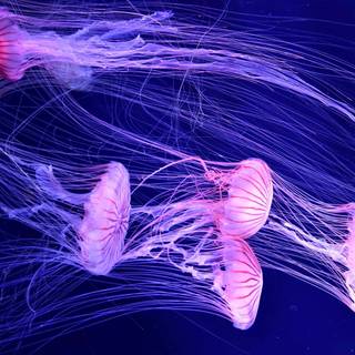 Pink jellyfish wallpaper