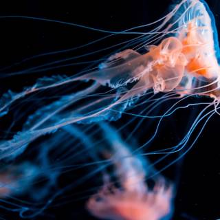 Jellyfish 4k wallpaper