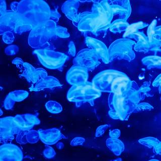 Jellyfish 4k wallpaper