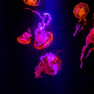 Jellyfish 4k wallpaper