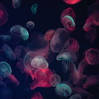 Jellyfish iPhone wallpaper