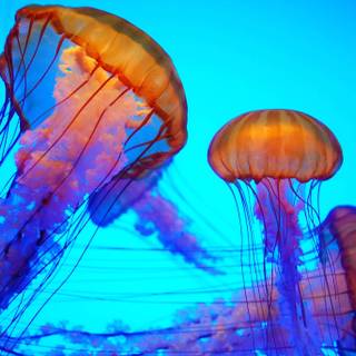 Jellyfish desktop wallpaper