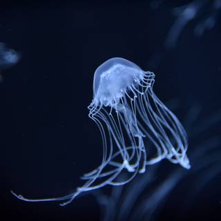 Jellyfish 4k wallpaper