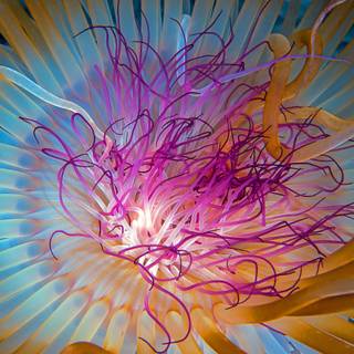 Jellyfish 4k wallpaper