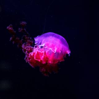 Jellyfish 4k wallpaper