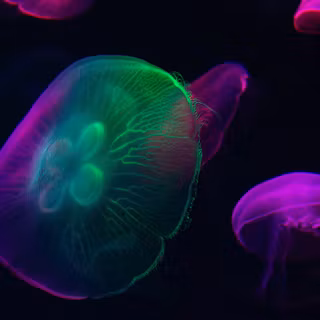 Jellyfish 4k wallpaper