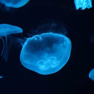 Jellyfish 4k wallpaper