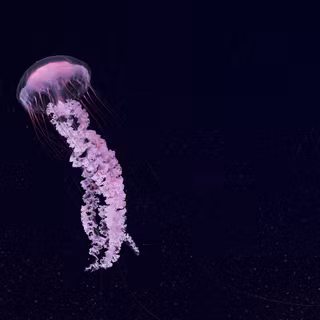 Jellyfish 4k wallpaper
