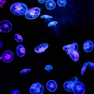 Jellyfish 4k wallpaper