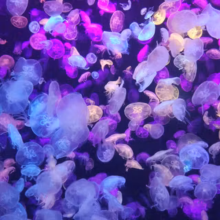 Jellyfish 4k wallpaper