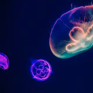 Jellyfish 4k wallpaper