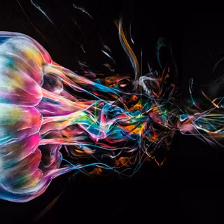 Jellyfish 4k wallpaper