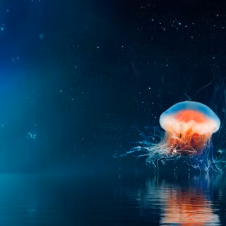 Jellyfish 4k wallpaper