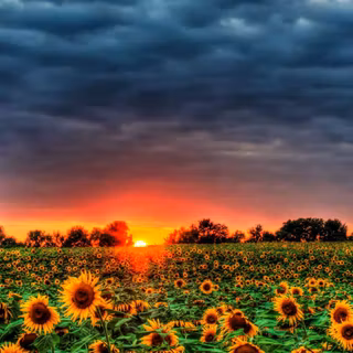 Sunset summer horizontal wallpaper