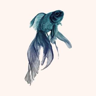 Fish drawing wallpaper
