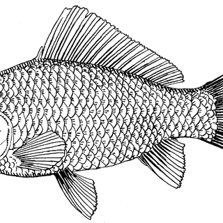 Fish drawing wallpaper