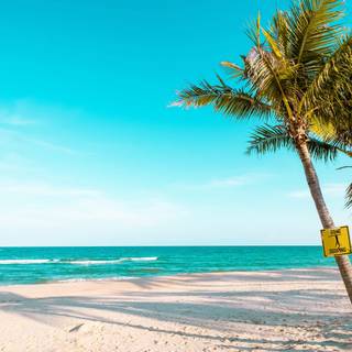 Summer beach palm wallpaper