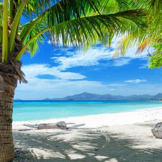 Summer beach palm wallpaper