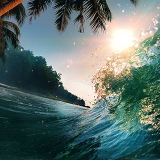 Summer beach palm wallpaper