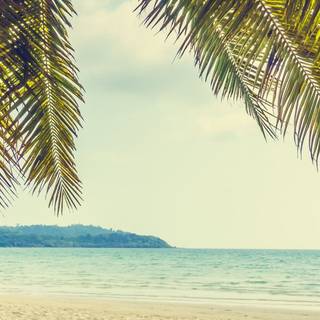 Summer beach palm wallpaper