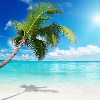 Summer beach palm wallpaper