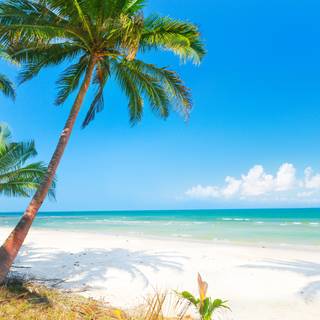 Summer beach palm wallpaper