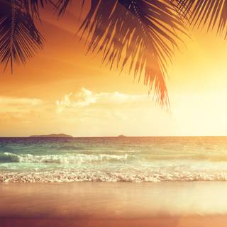 Summer beach palm wallpaper