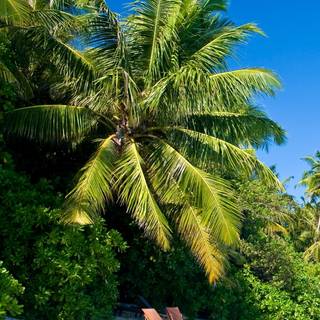 Summer beach palm wallpaper