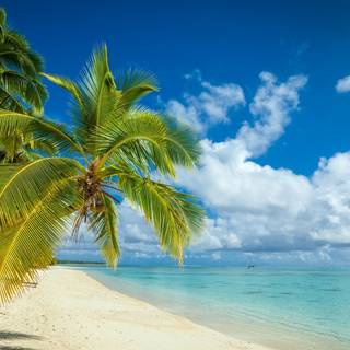 Summer beach palm wallpaper