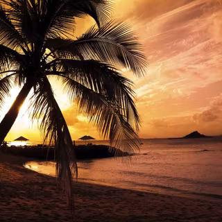 Summer beach palm wallpaper