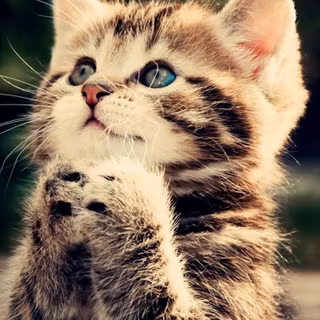 Mobile cat HD wallpaper