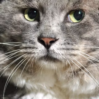 Mobile cat HD wallpaper