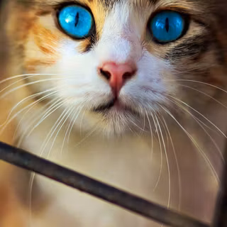 Mobile cat HD wallpaper