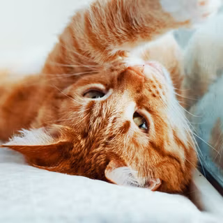 Mobile cat HD wallpaper