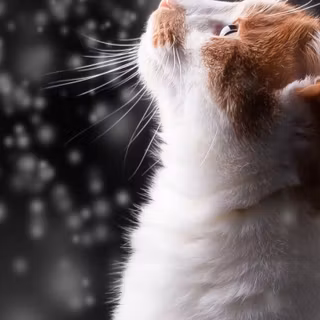 Mobile cat HD wallpaper